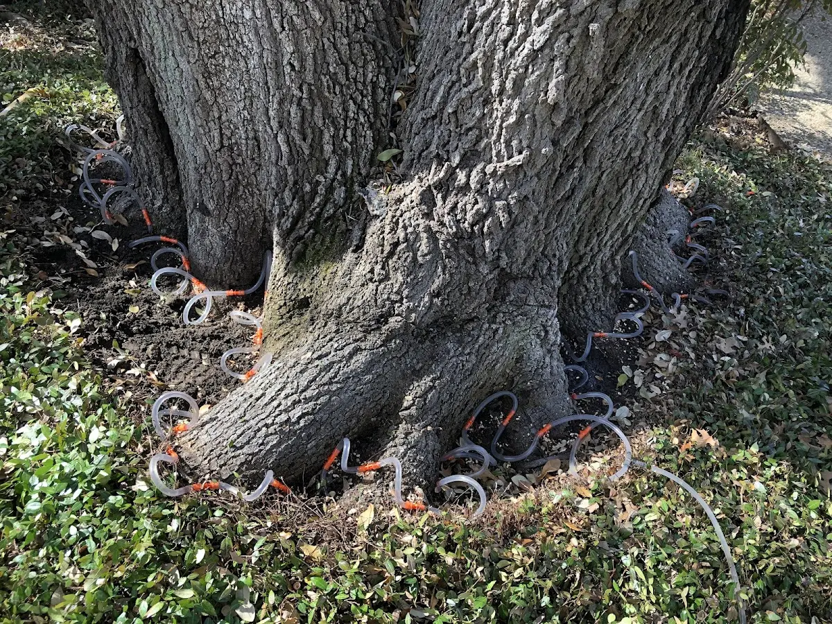 Detailed Tree Cabling and Bracing job site in Carbonado