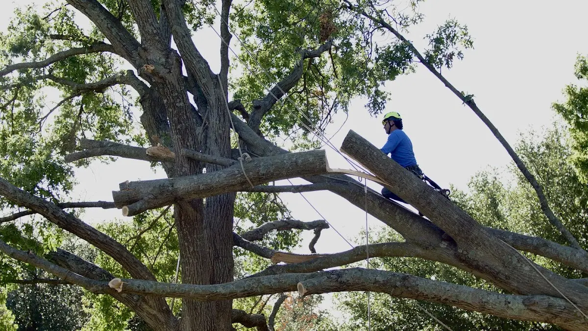 Professional Hazardous Tree Removal performed by certified arborists in Carbonado