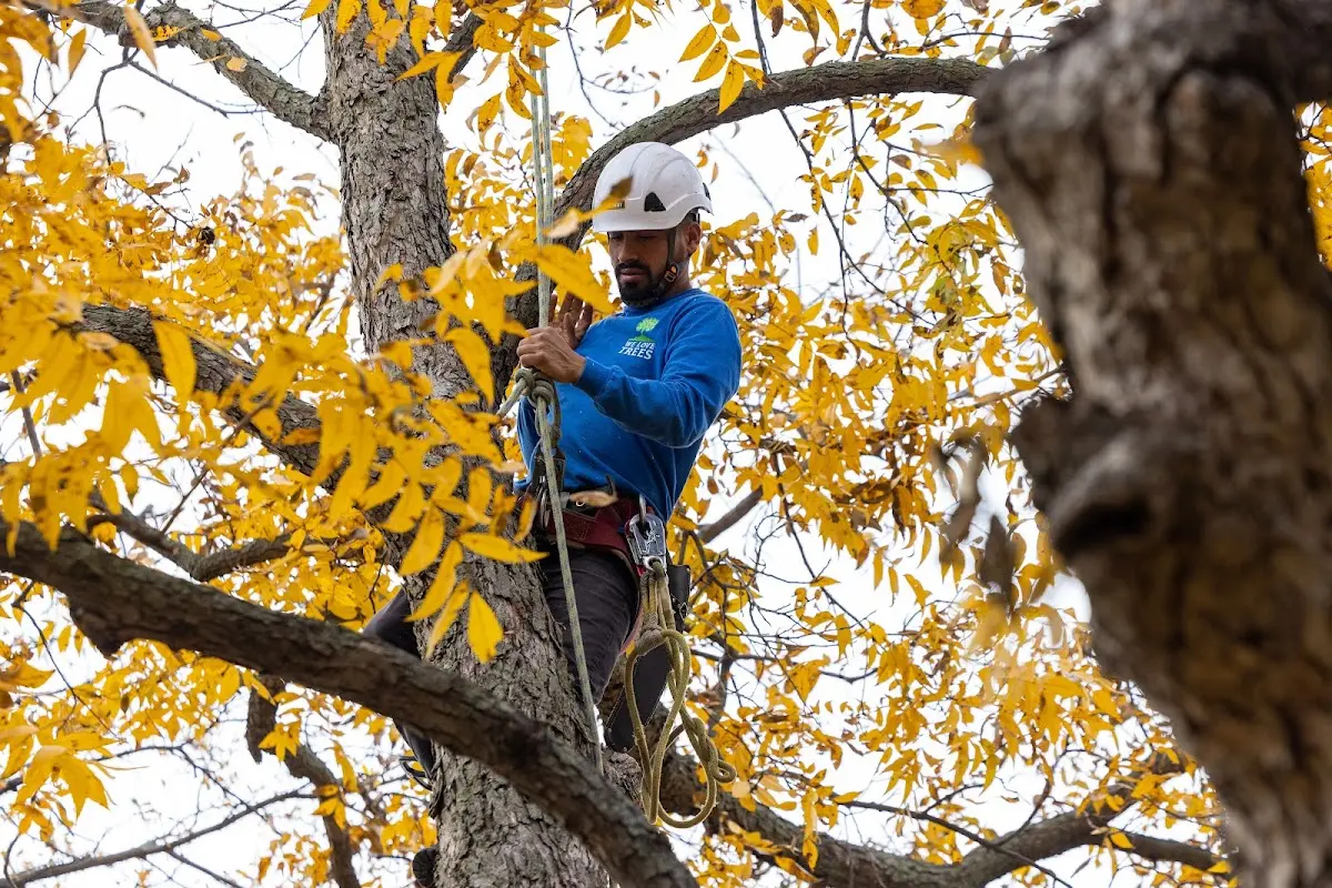 Skilled Storm Damage Cleanup crew working in Carbonado